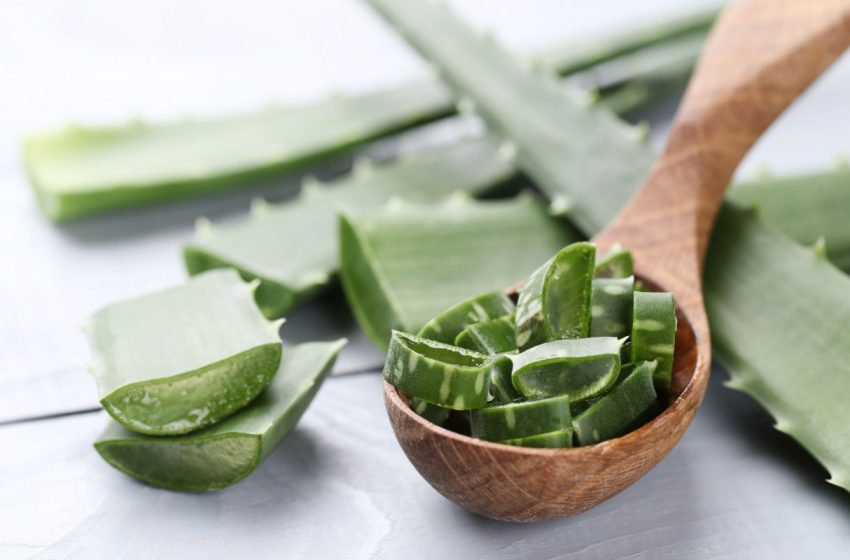 aloe-vera