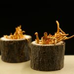 cordyceps-pečurke-kordicpes