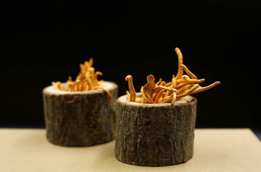 cordyceps-pečurke-kordicpes