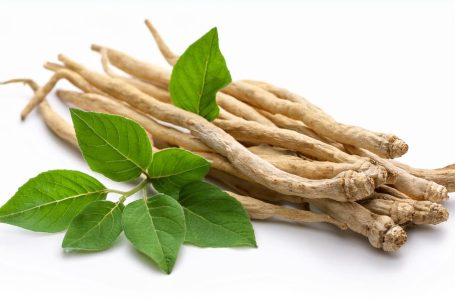 Ašvaganda: Razumevanje drevne biljke i vrednosti njene kupovine